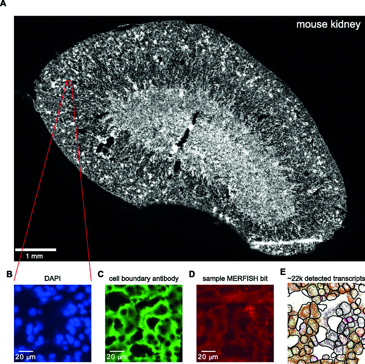 Lumencor MERFISH image of a mouse brain