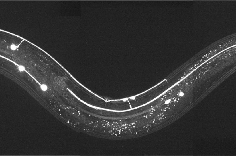 Caenorhabditis elegans