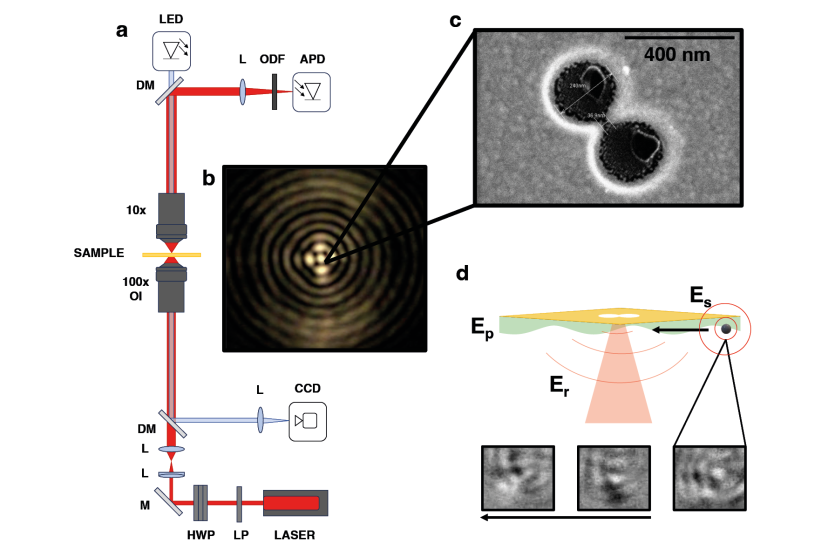 Experimental optical tweezer set-up