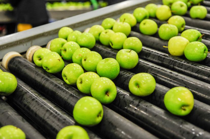 Apples on a conveyor belt