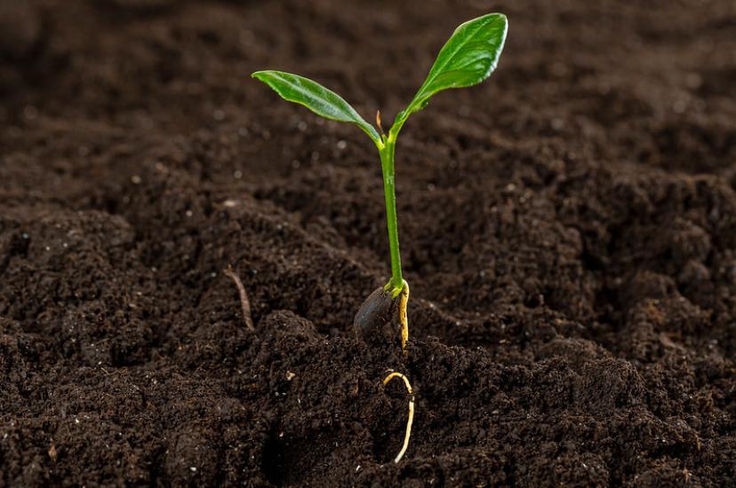 Spectroscopy makes it possible to detect nano- and microplastics in a variety of different soil samples