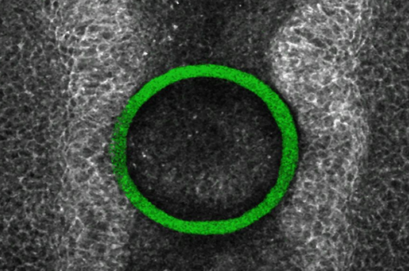 A tiny mechanical force sensor placed inside chicken embryos can detect the growth of the central nervous system