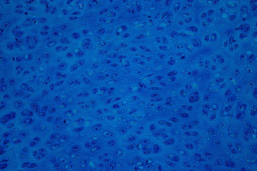 Lumencor microscopy