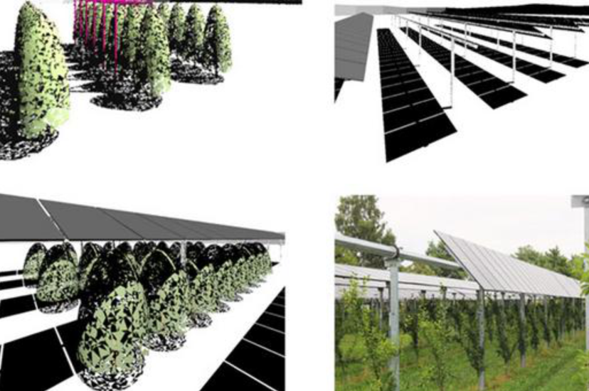 Agrivoltaics integrates solar power with agriculture