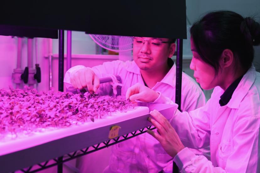 Researchers develop sensors for rapid iron detection and monitoring in plants