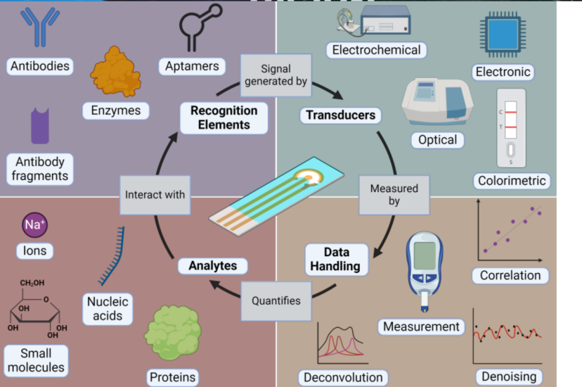 Biosensor development process