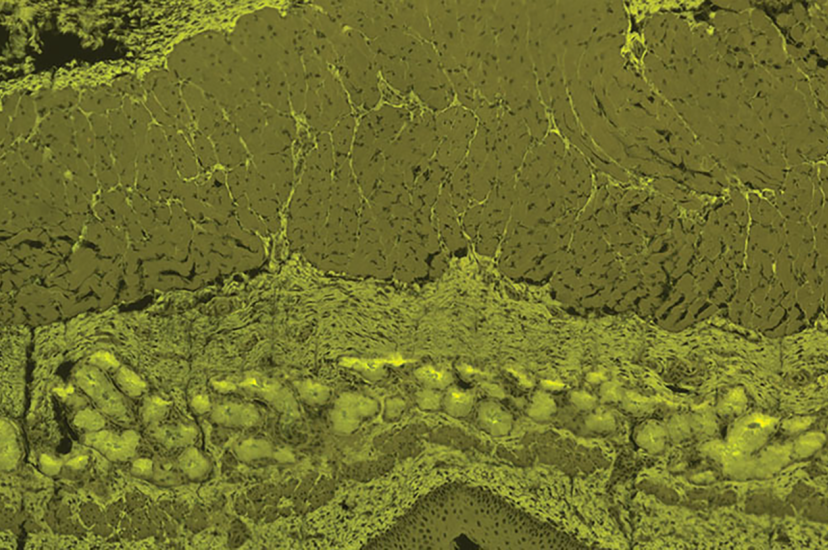 Fluorescent image of epithelial cell using Villuminator