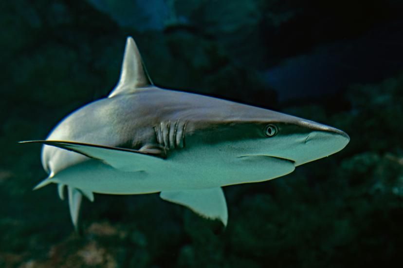 Shark