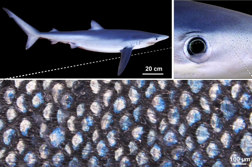 Three images of a blue shark in  increasing magnification showing its scales