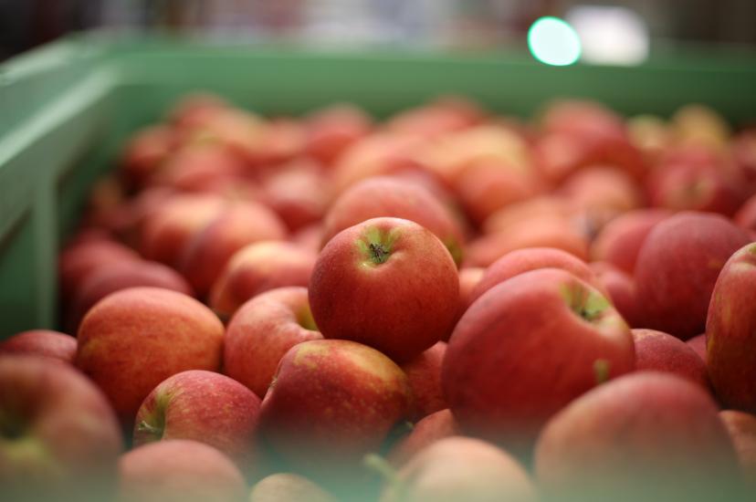 Harvested apples