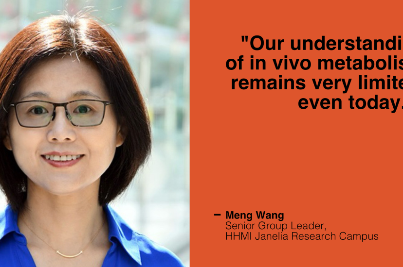 Meng Wang, Senior Group Leader at HHMI Janelia Research Campus