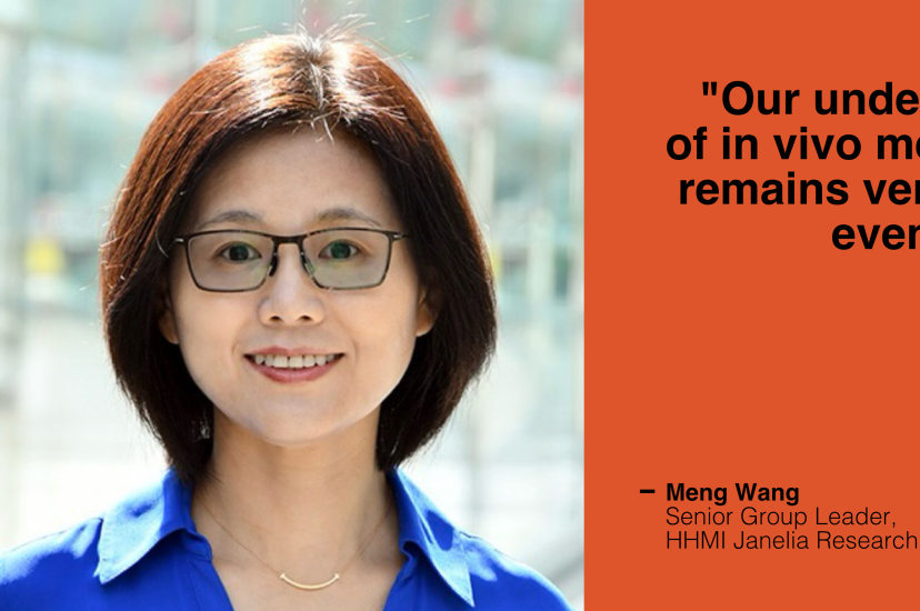 Meng Wang, Senior Group Leader at HHMI Janelia Research Campus