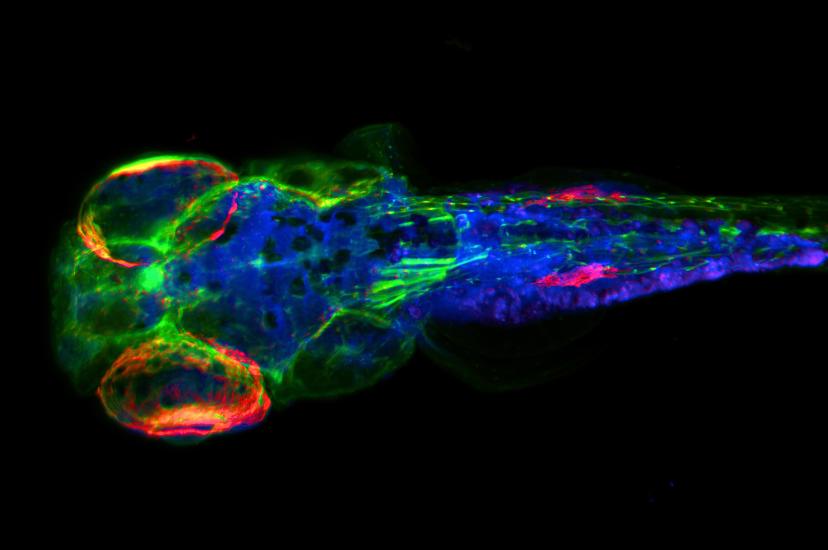 A Zebrafish captured using UltraMicroscope Blaze and Chroma filters, 2025