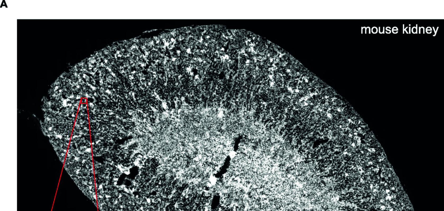 multiplexed error-robust fluorescence in situ hybridisation image of a mouse kidney