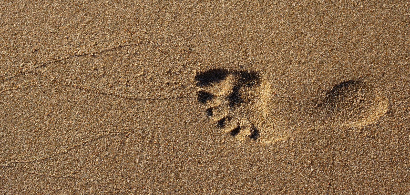 Footprint 3