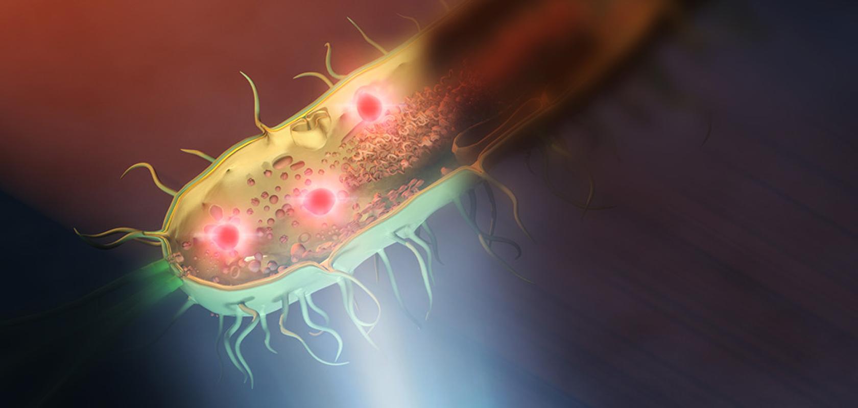 Mid-infrared nanoscopy gives clearer view of bacteria With mid-infrared light and visible light from underneath (applied here on its left side)
