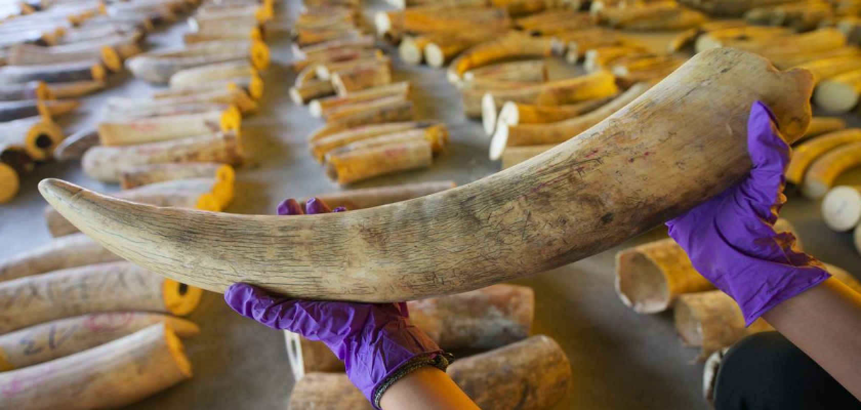 Poaching is estimated to cause an eight per cent loss in the world's elephant population every year (Image: DW) Poaching is estimated to cause an eight per cent loss in the world's elephant population every year (Image: DW)