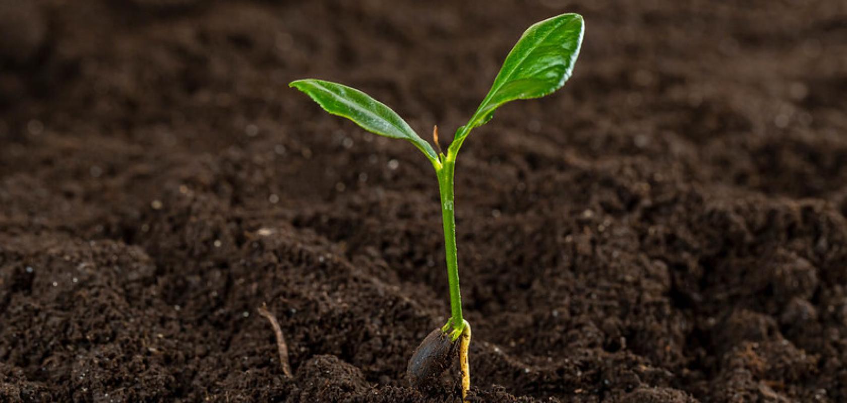 Spectroscopy makes it possible to detect nano- and microplastics in a variety of different soil samples