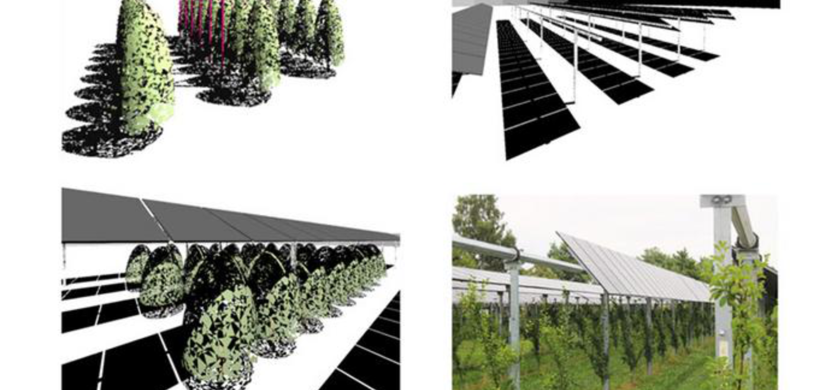 Agrivoltaics integrates solar power with agriculture