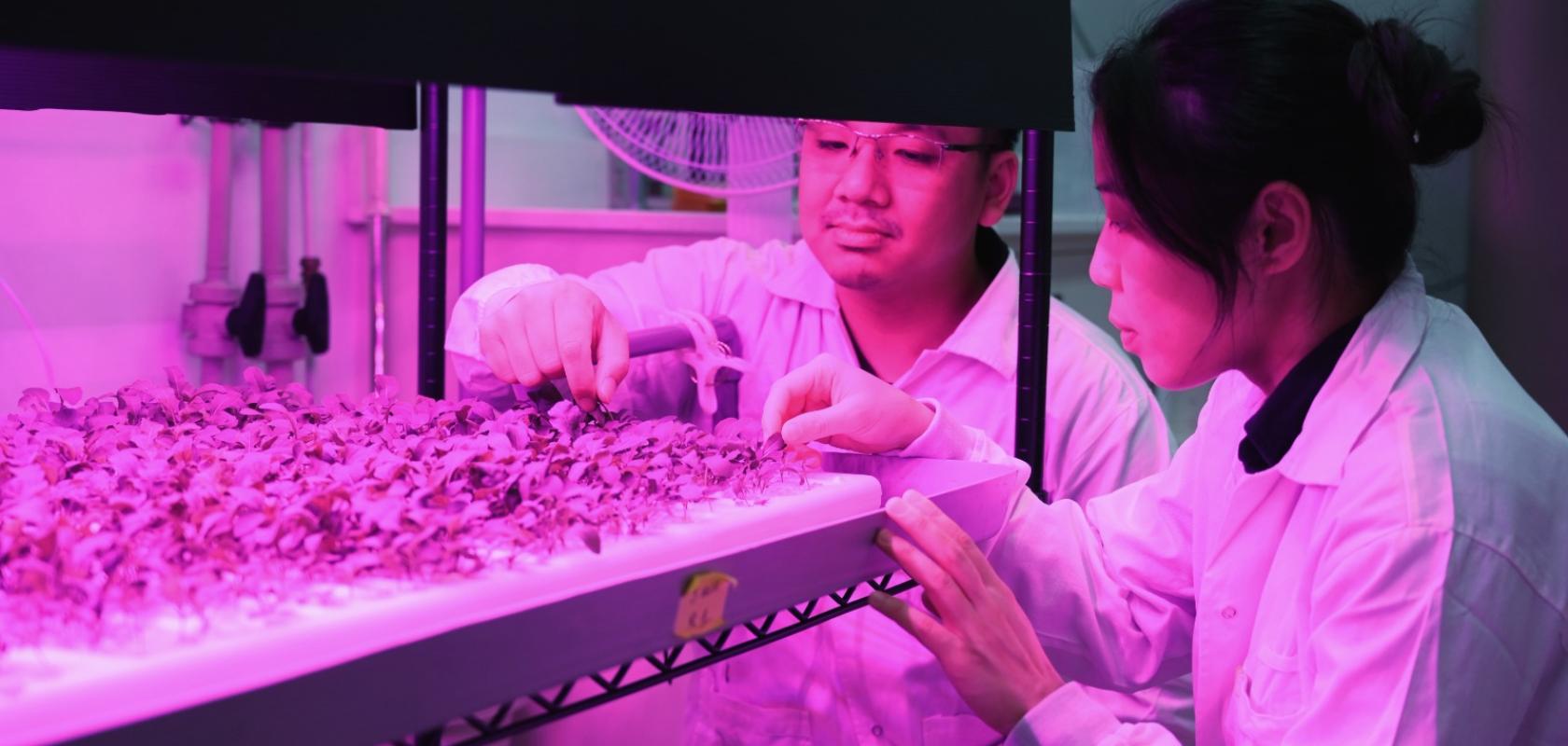 Researchers develop sensors for rapid iron detection and monitoring in plants