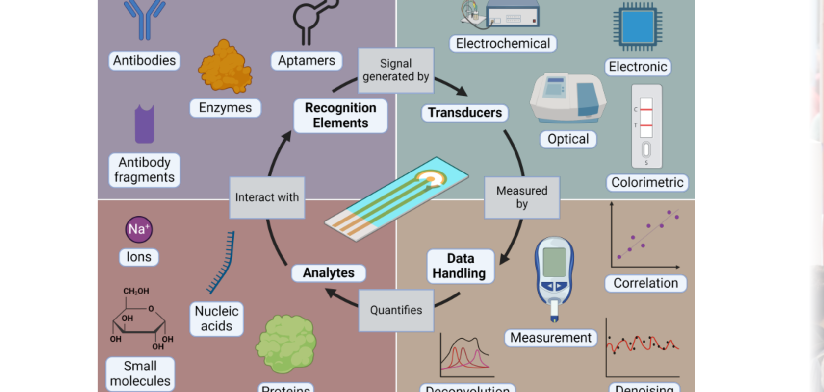 Biosensor development process