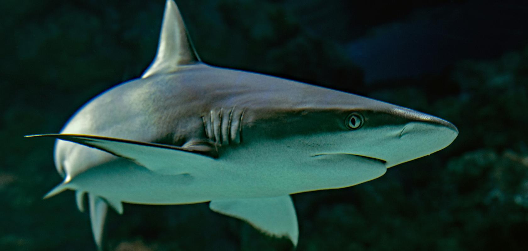 Shark
