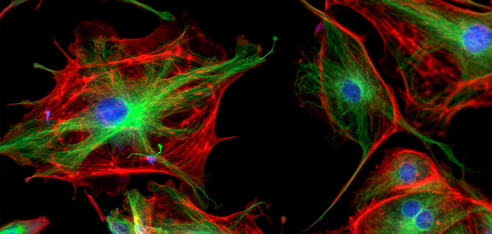 Beyond Limits: Tackling the “Impossible Wavelength” in Biomedical Imaging Confocal microscope