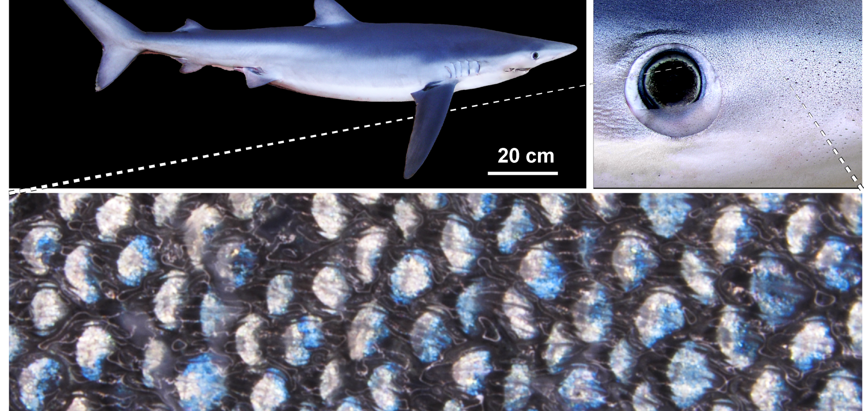 Three images of a blue shark in increasing magnification showing its scales