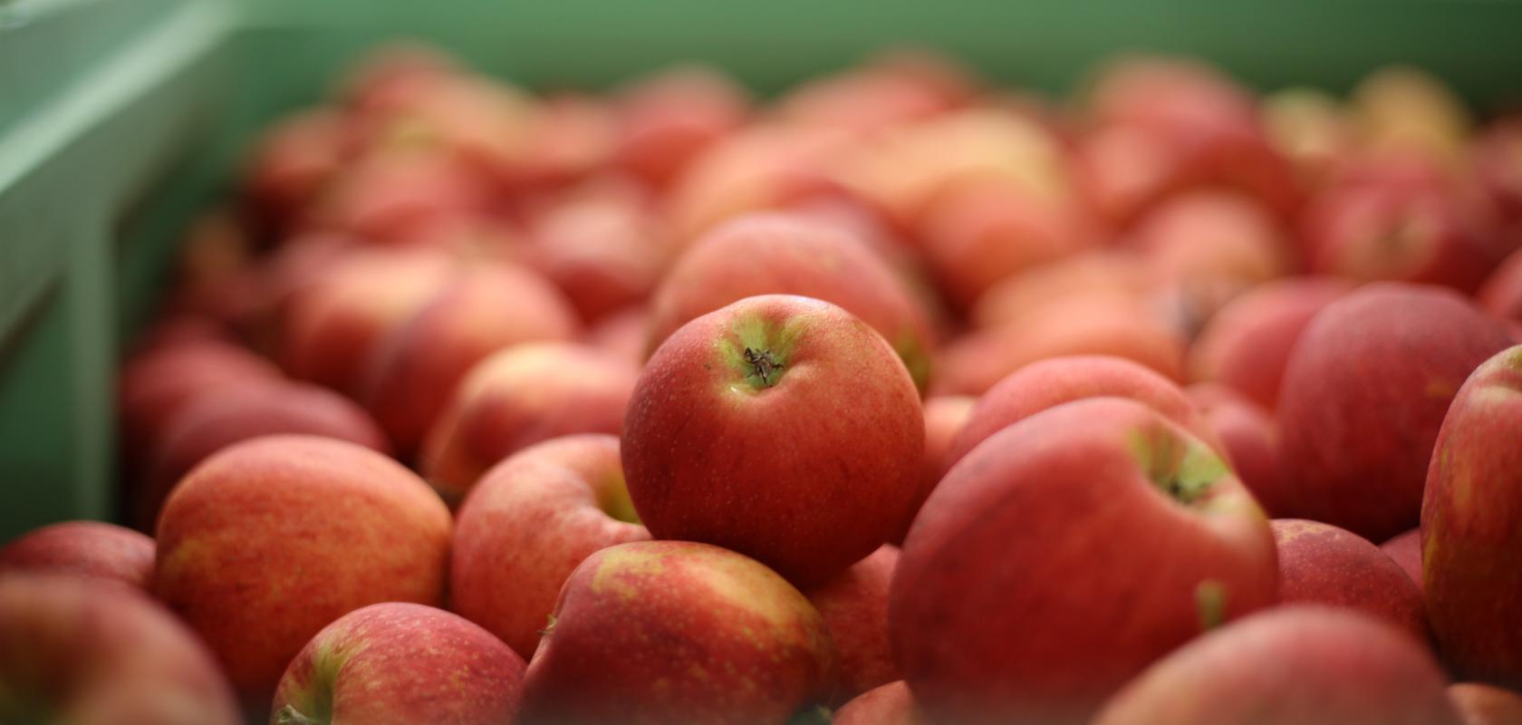 Harvested apples