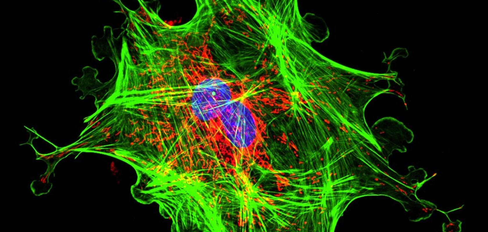fluorescence lifetime microscopy
