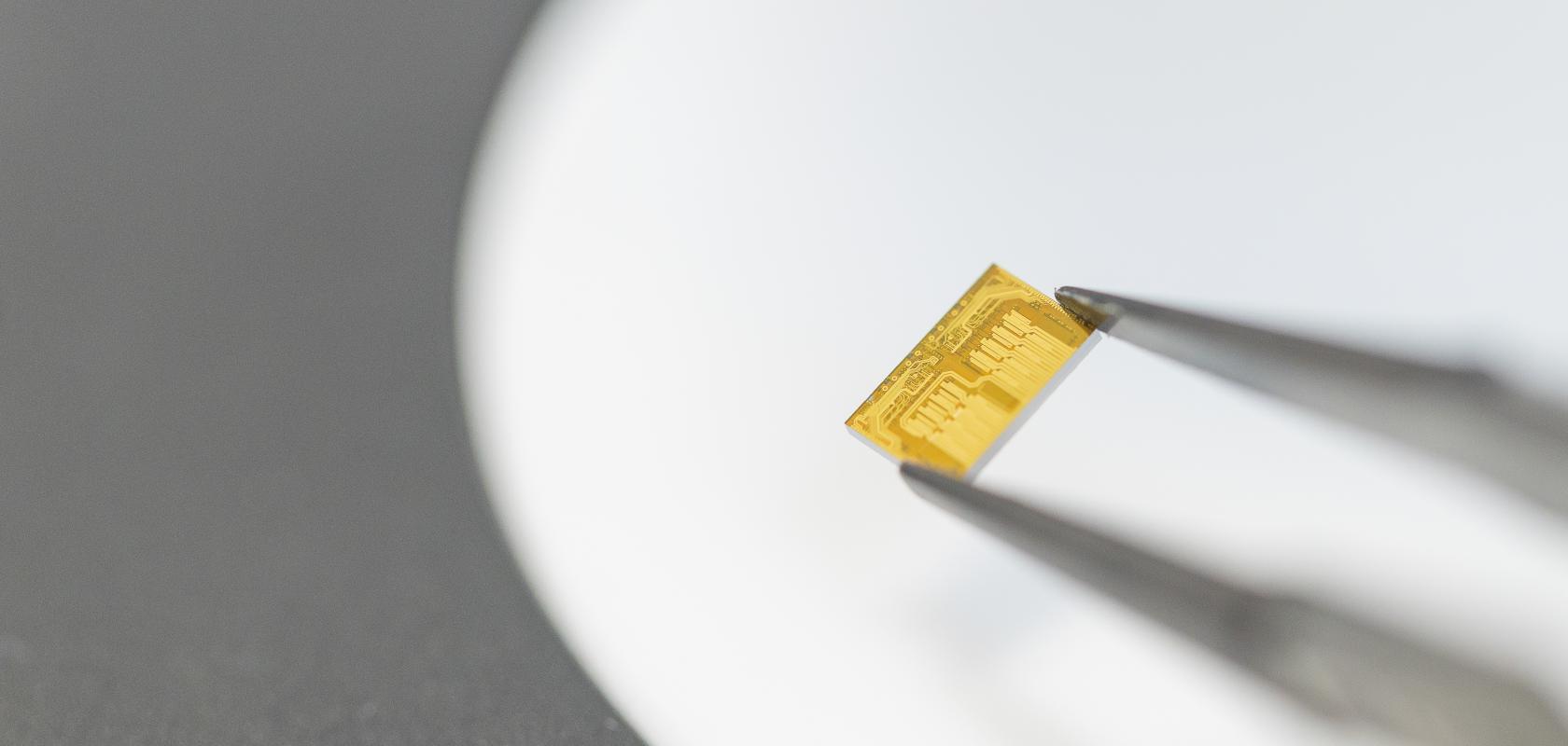 A golden integrated photonic chip held between metal tweezers