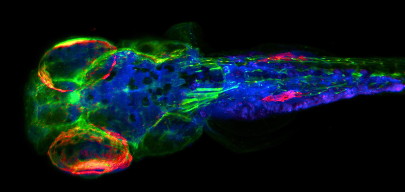 A Zebrafish captured using UltraMicroscope Blaze and Chroma filters, 2025