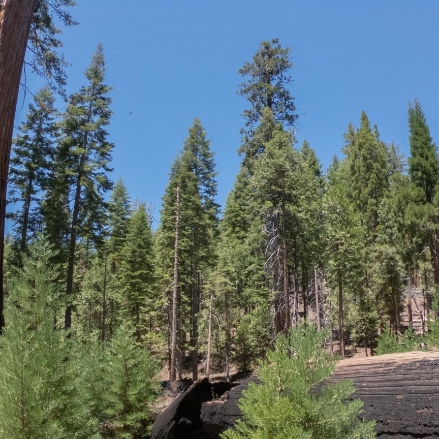 trees