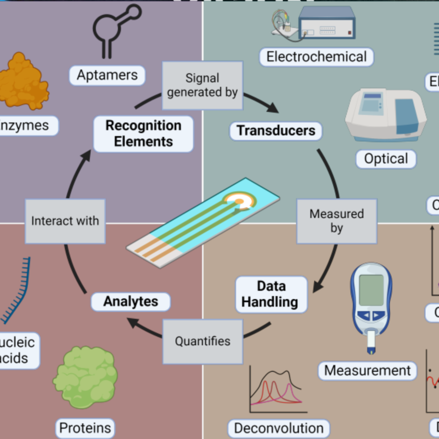 Biosensor development process