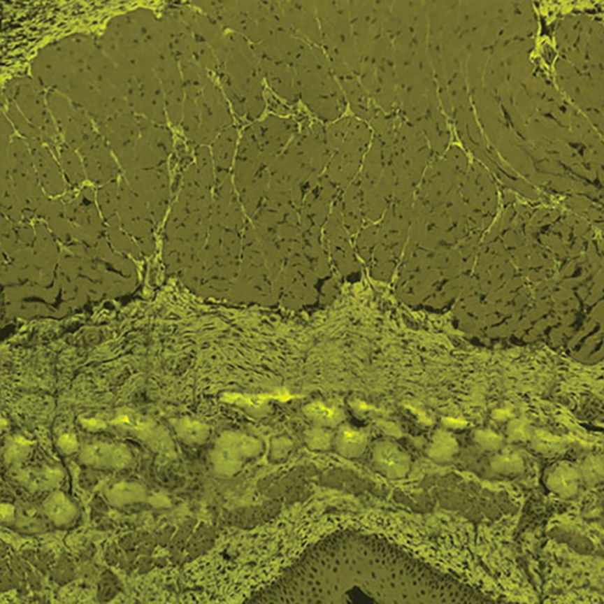 Fluorescent image of epithelial cell using Villuminator