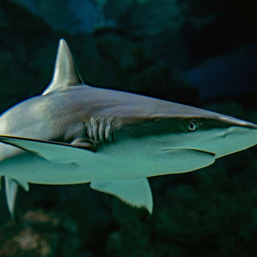 Shark