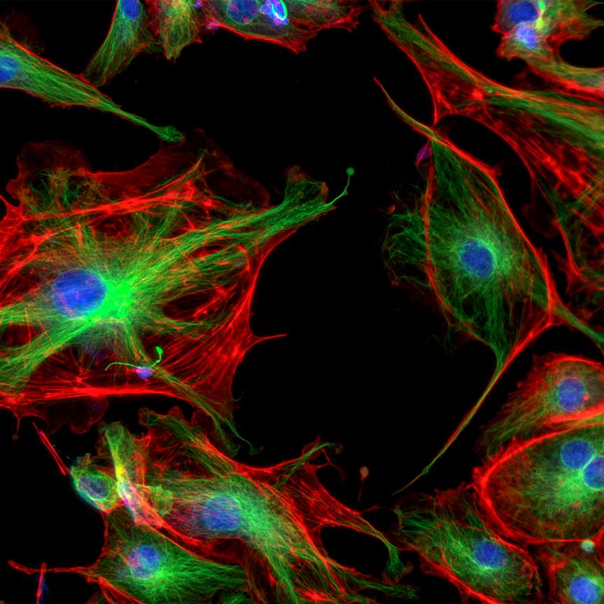 Confocal microscope