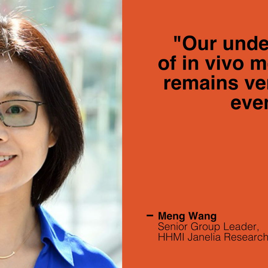 Meng Wang, Senior Group Leader at HHMI Janelia Research Campus