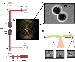 Experimental optical tweezer set-up