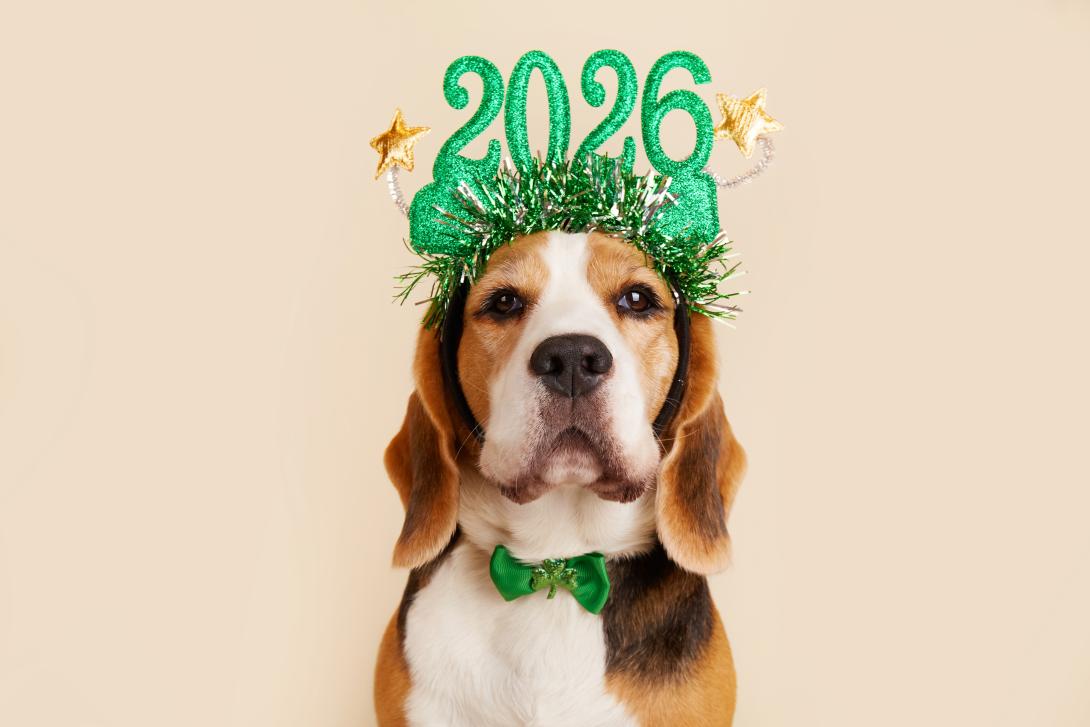 A dog with a headband that reads '2026' 